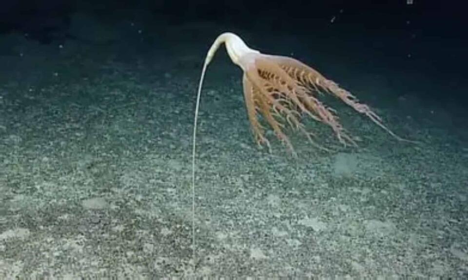 Deep Sea Glow-Up: New Creature Found!
