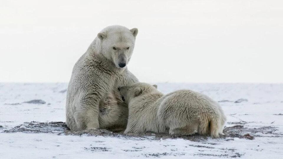 Wildlife You Should Never Get Close To