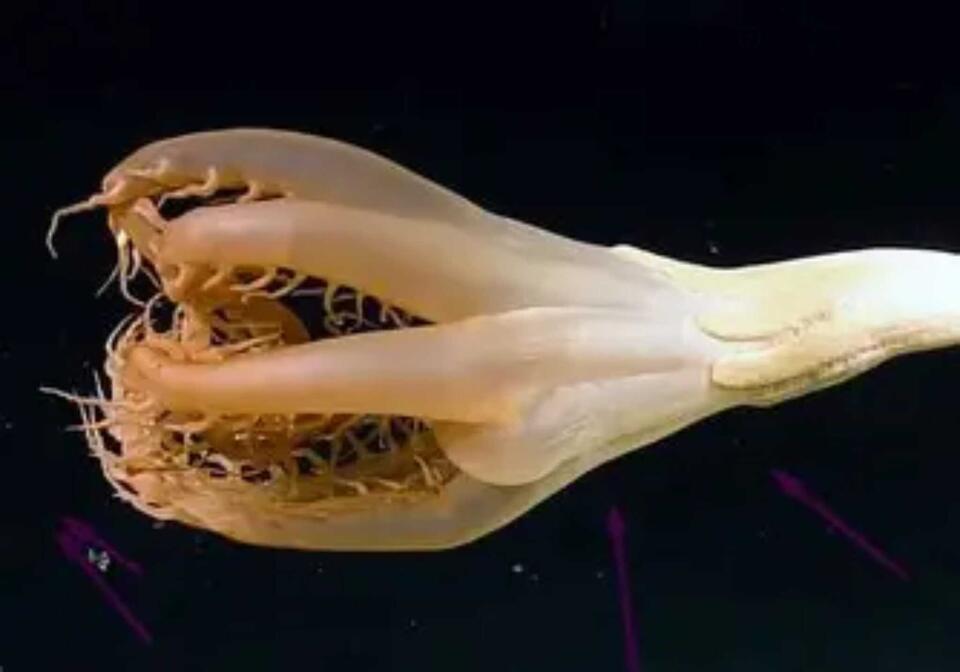 Deep Sea Glow-Up: New Creature Found!