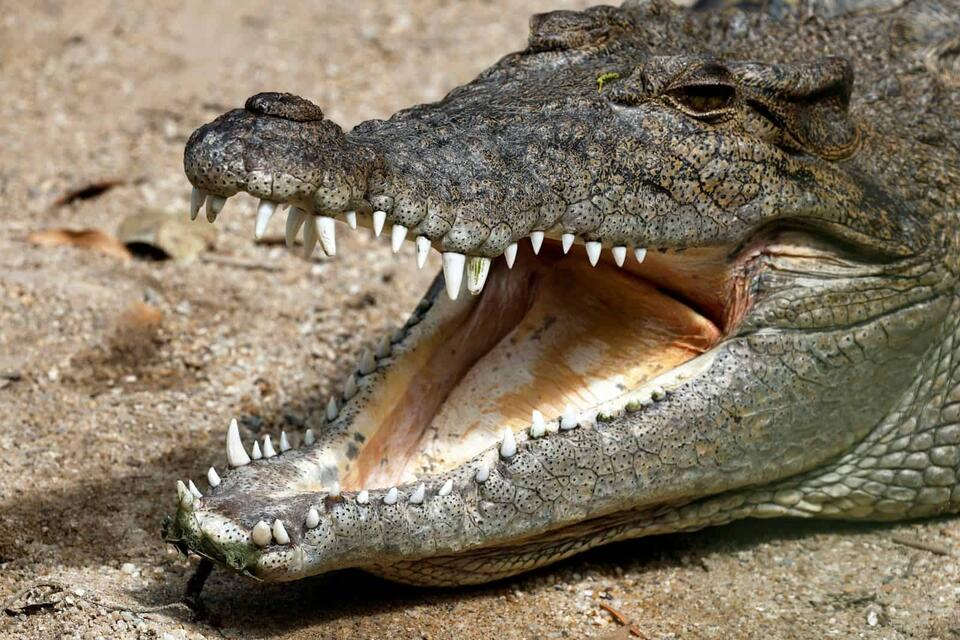 Wildlife You Should Never Get Close To
