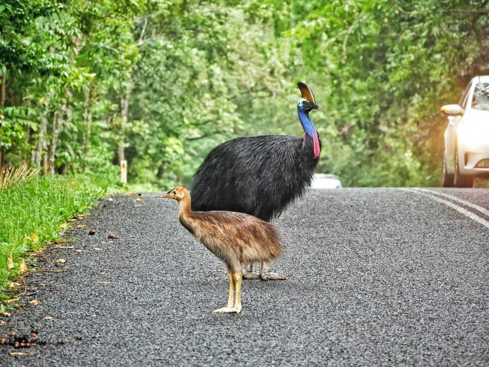 Wildlife You Should Never Get Close To