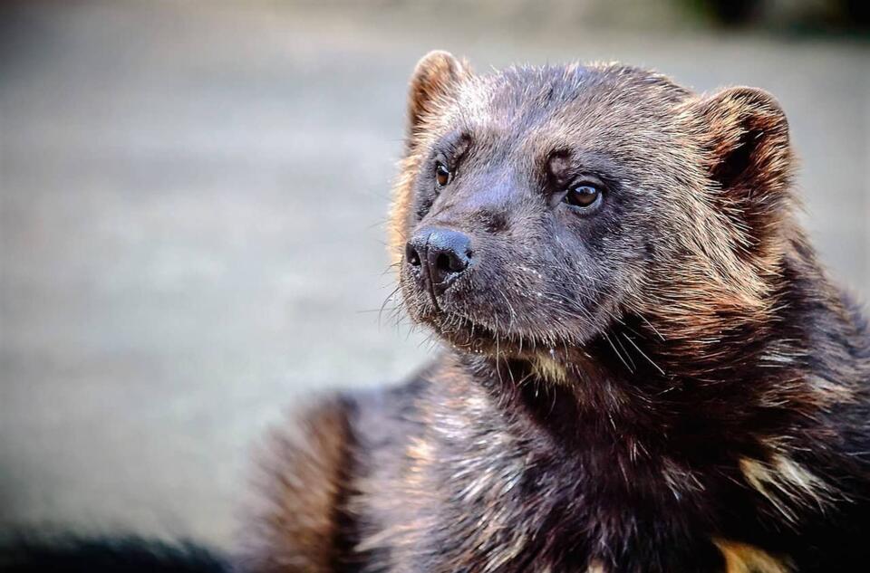 Wildlife You Should Never Get Close To