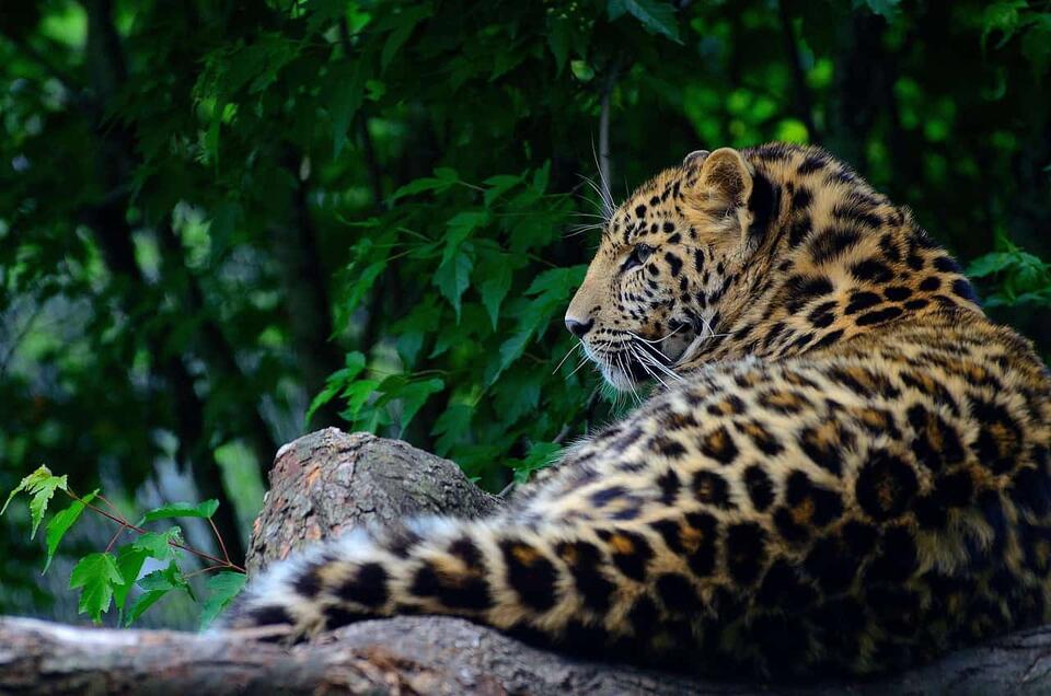 Wildlife You Should Never Get Close To