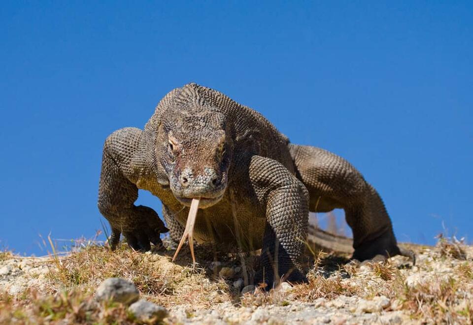 Wildlife You Should Never Get Close To