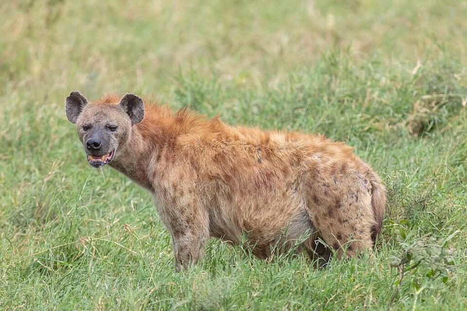 Wildlife You Should Never Get Close To