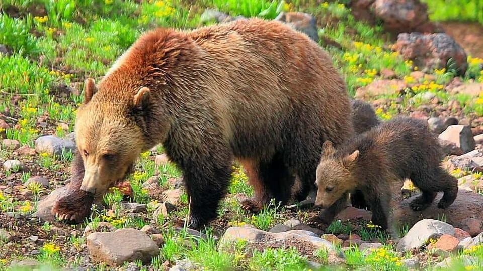 Wildlife You Should Never Get Close To