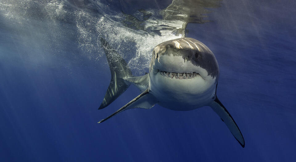 Cape Cod’s massive great white visitor