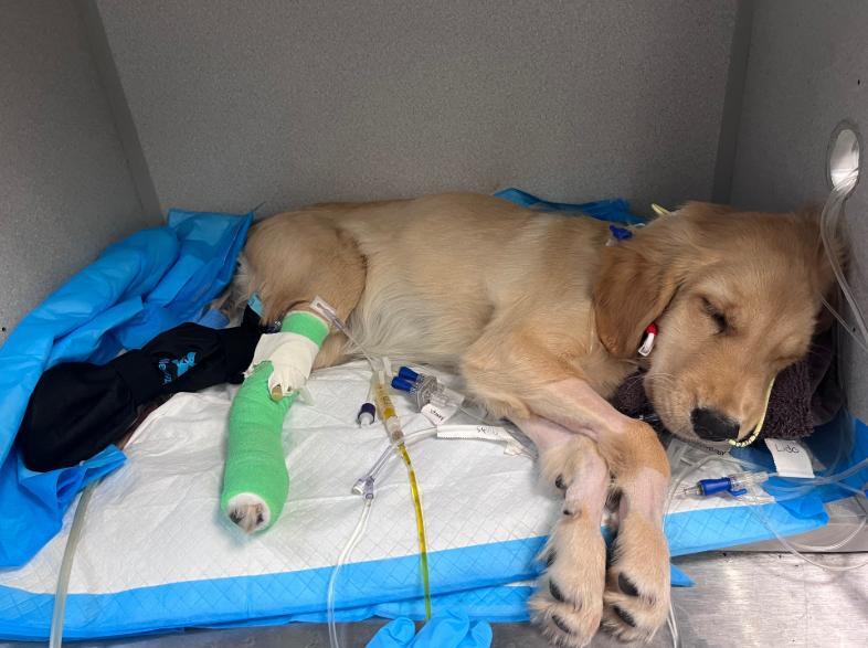 Oak Ridge teen and puppy battle side by side