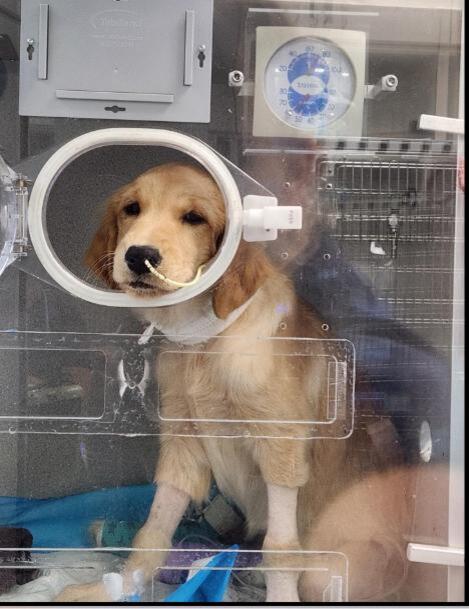 Oak Ridge teen and puppy battle side by side