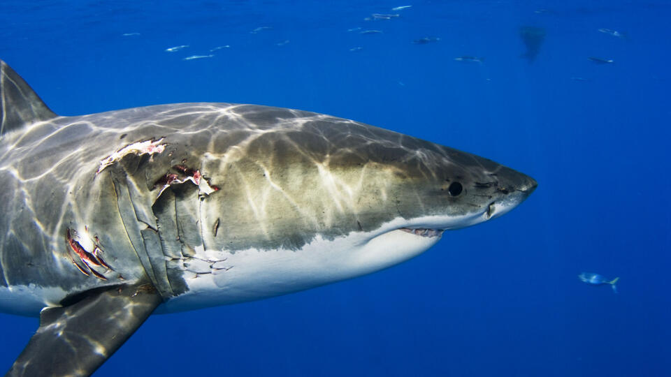 Giant great white shark nears Nantucket