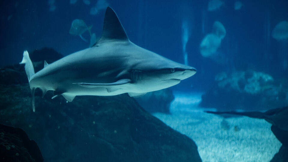 Giant great white shark nears Nantucket