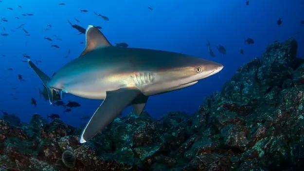 Giant great white shark nears Nantucket
