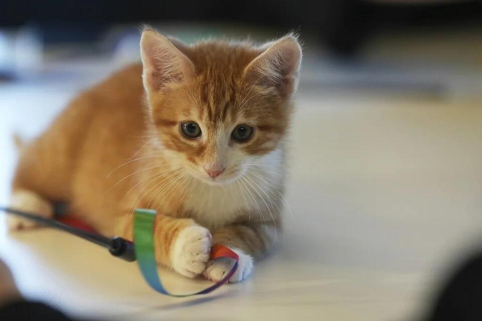 NIH’s Kitten Experiments Spark Outrage