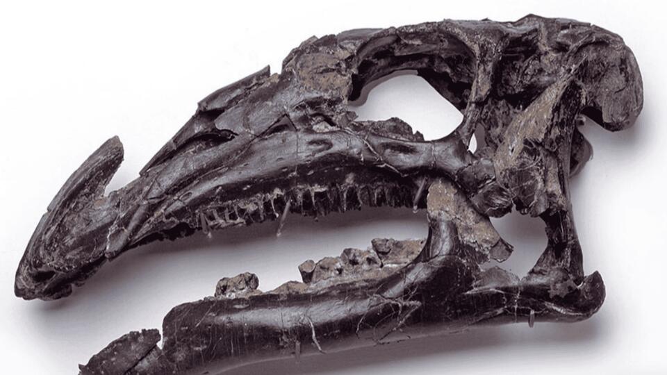 Dino Jackpot on the Isle of Wight!
