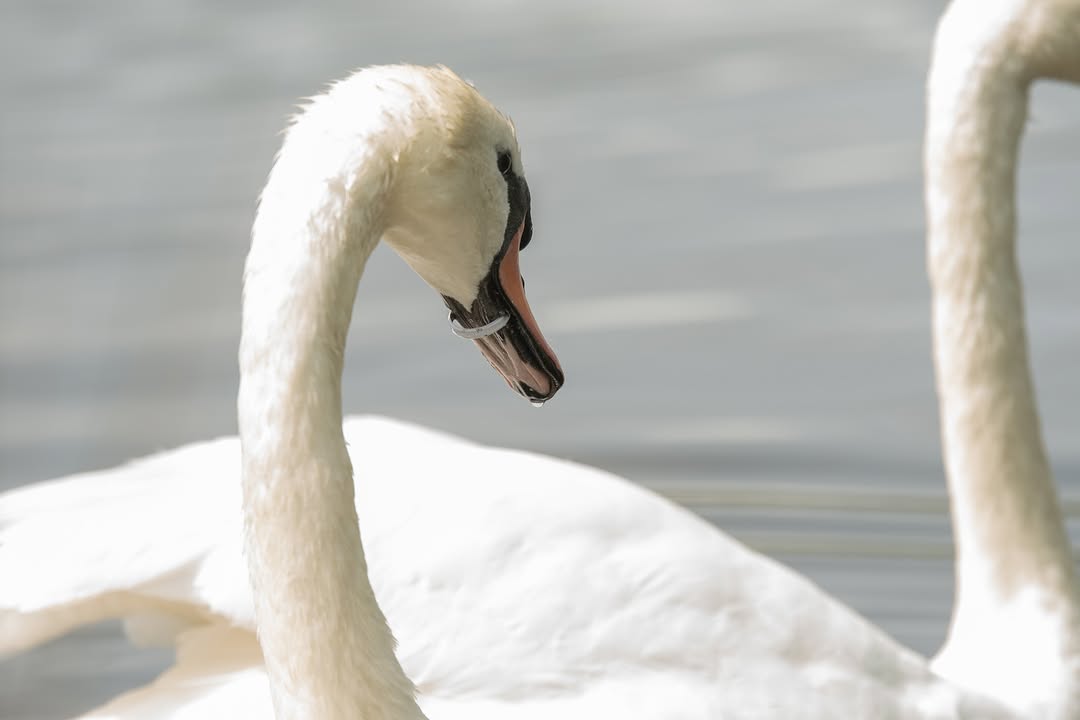 Wildlife Rescues That’ll Break Your Heart