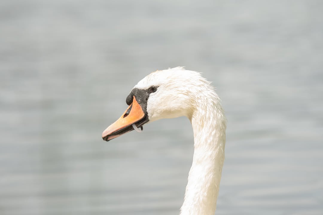 Wildlife Rescues That’ll Break Your Heart