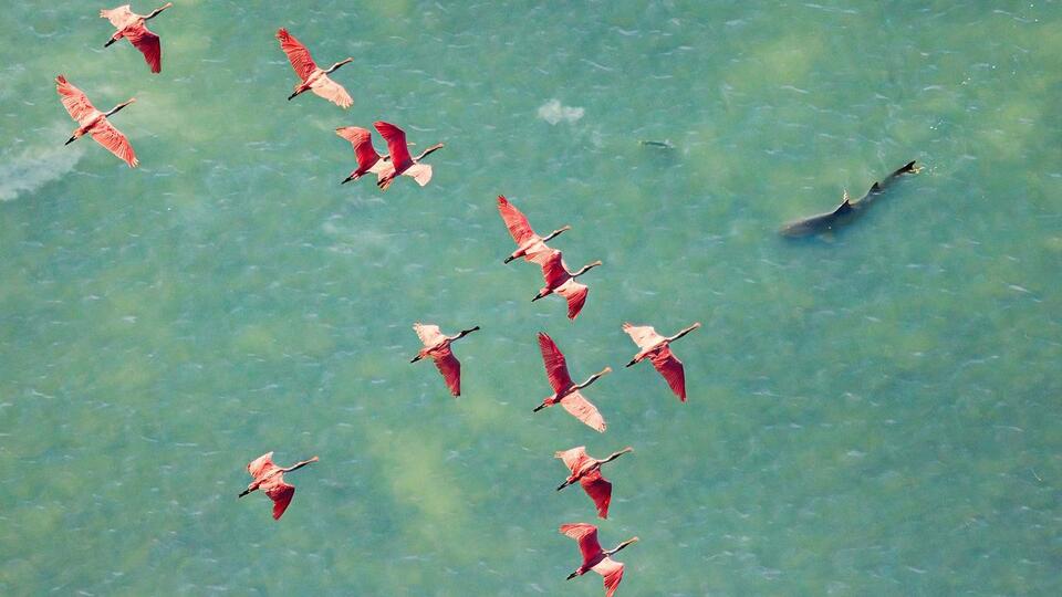 Did Mark Cook Just Save the Spoonbills? 🦩