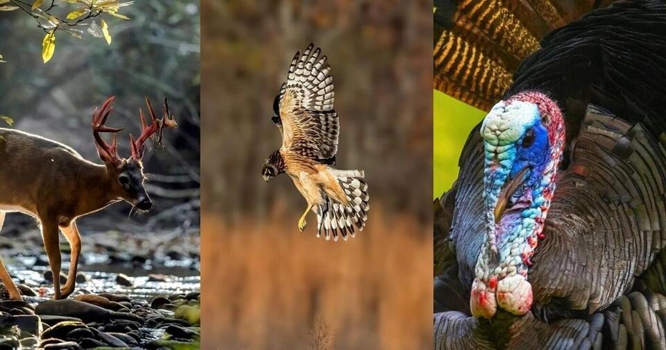 Tennessee’s wildlife photo stars revealed