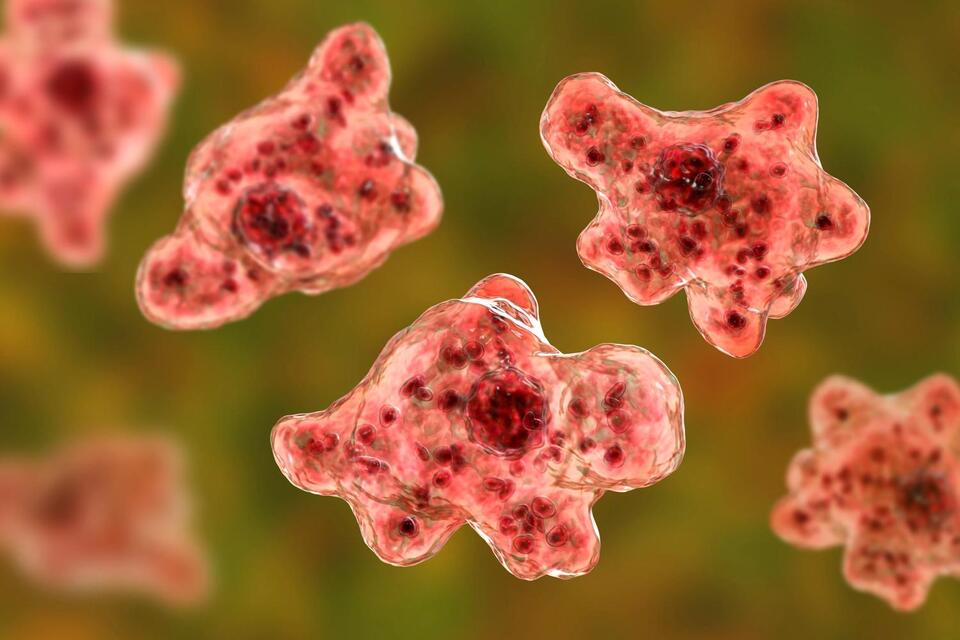 Brain-Eating Amoeba in SC Lake?!