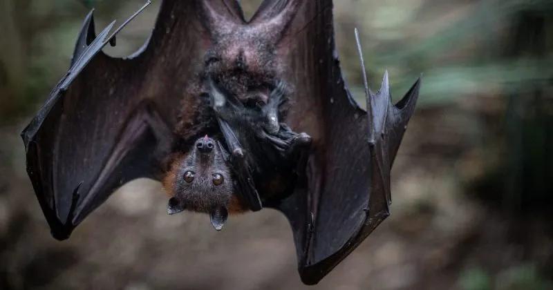 Rabies Cases Are Spiking—Here’s the Scoop