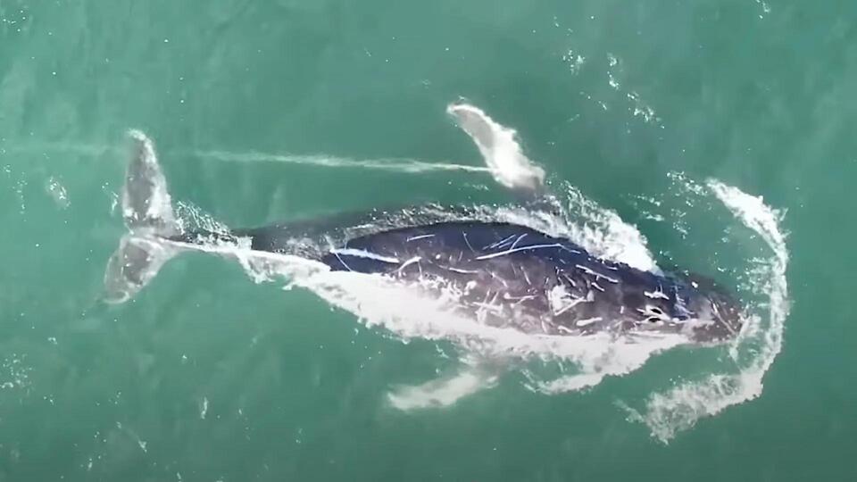 Whale Rescue Turns Into Ocean Mystery