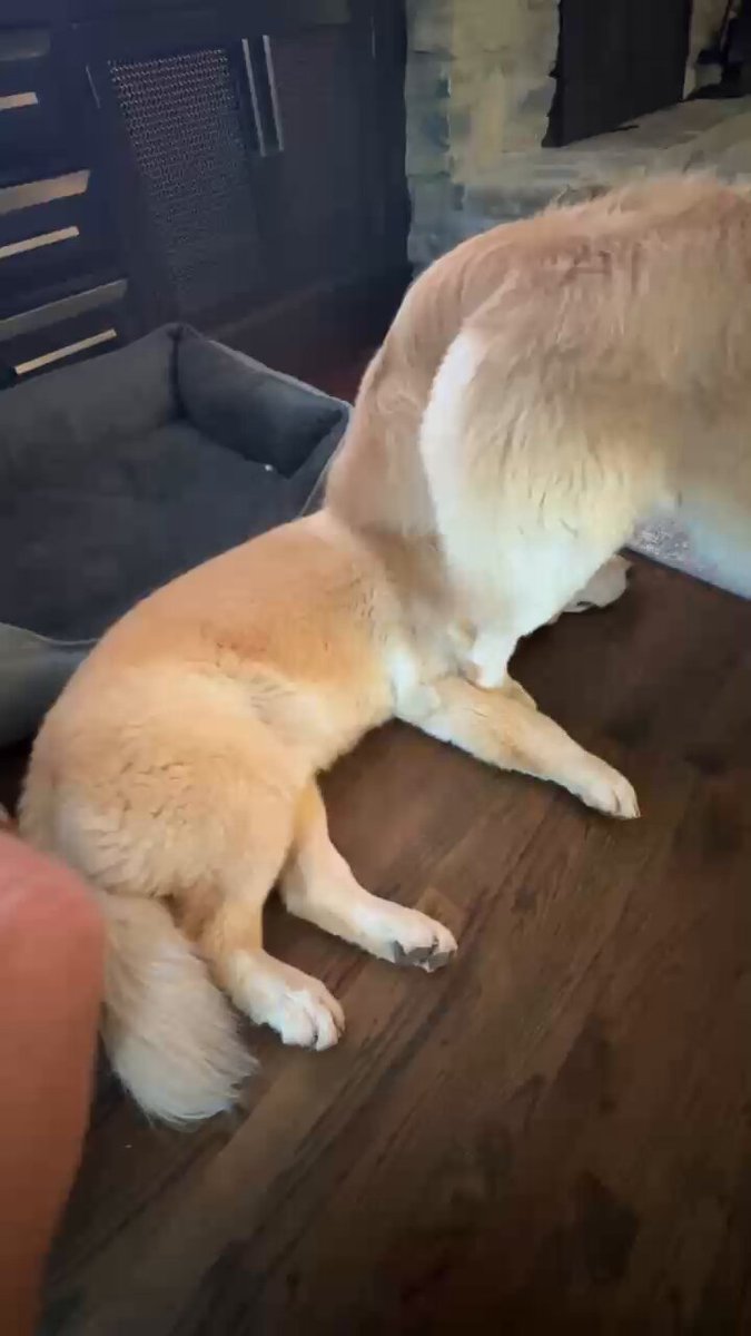 Will Kirk’s New Pup Crash GameDay?