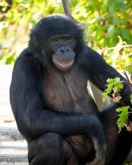 Columbus Zoo community remembers Max