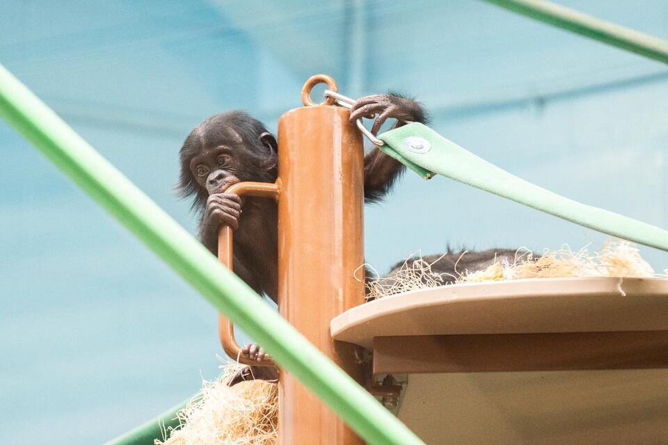 Columbus Zoo community remembers Max
