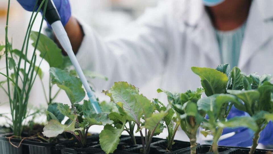 Wait, Are Veggies Losing Their Nutrients?!