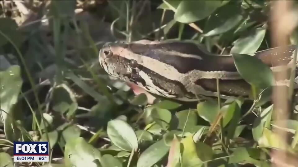 Robotic rabbits take on Everglades pythons