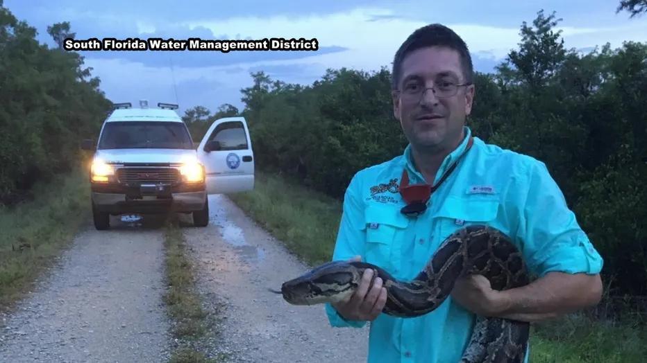 Robotic rabbits take on Everglades pythons