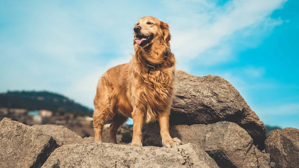 🐾 day 121 — she did a little happy dance