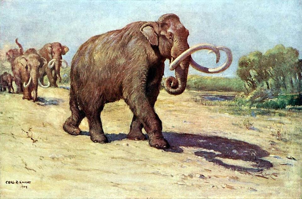 Mammoth tusk unearthed in Mississippi!