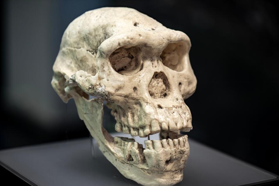 Ancient 'Big Head' Humans Discovered?!