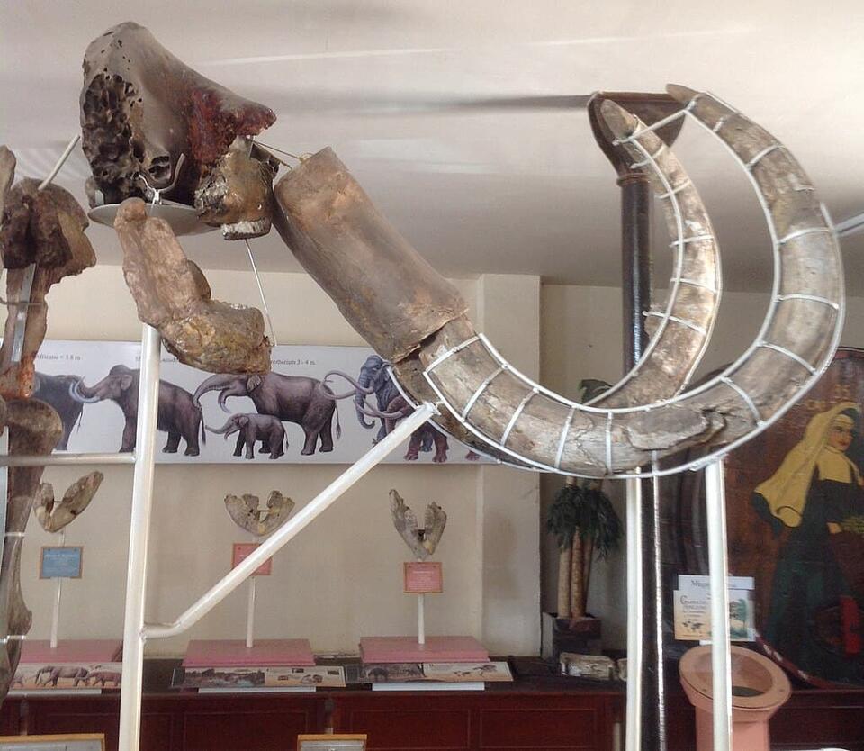 Mammoth tusk unearthed in Mississippi!