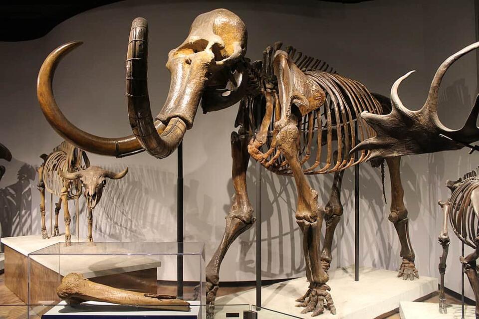 Mammoth tusk unearthed in Mississippi!