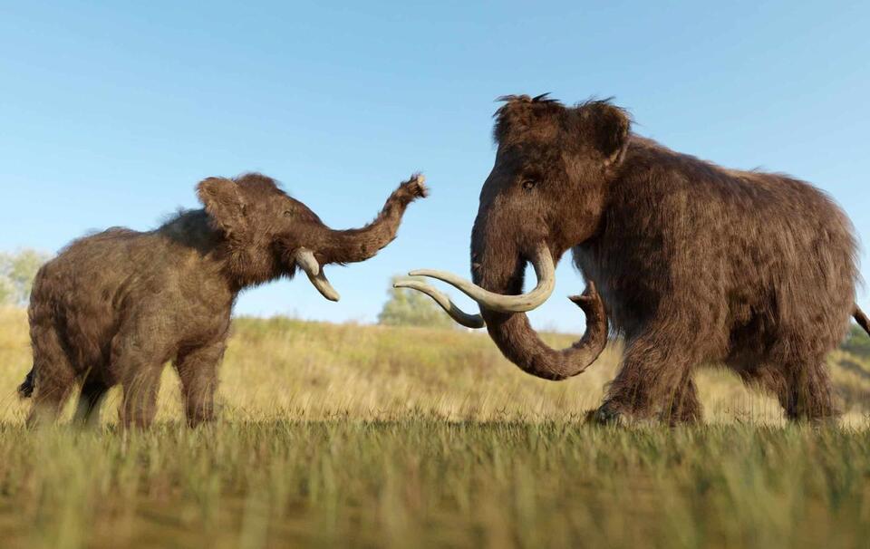 Mammoth tusk unearthed in Mississippi!