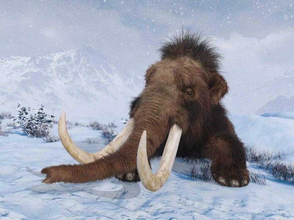 Mammoth tusk unearthed in Mississippi!