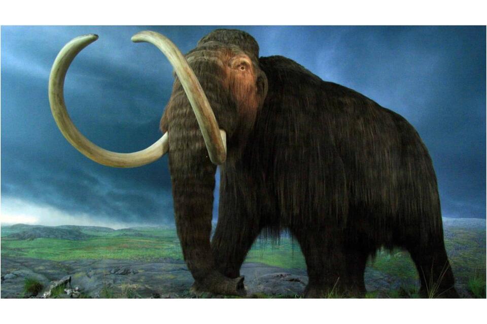 Mammoth tusk unearthed in Mississippi!