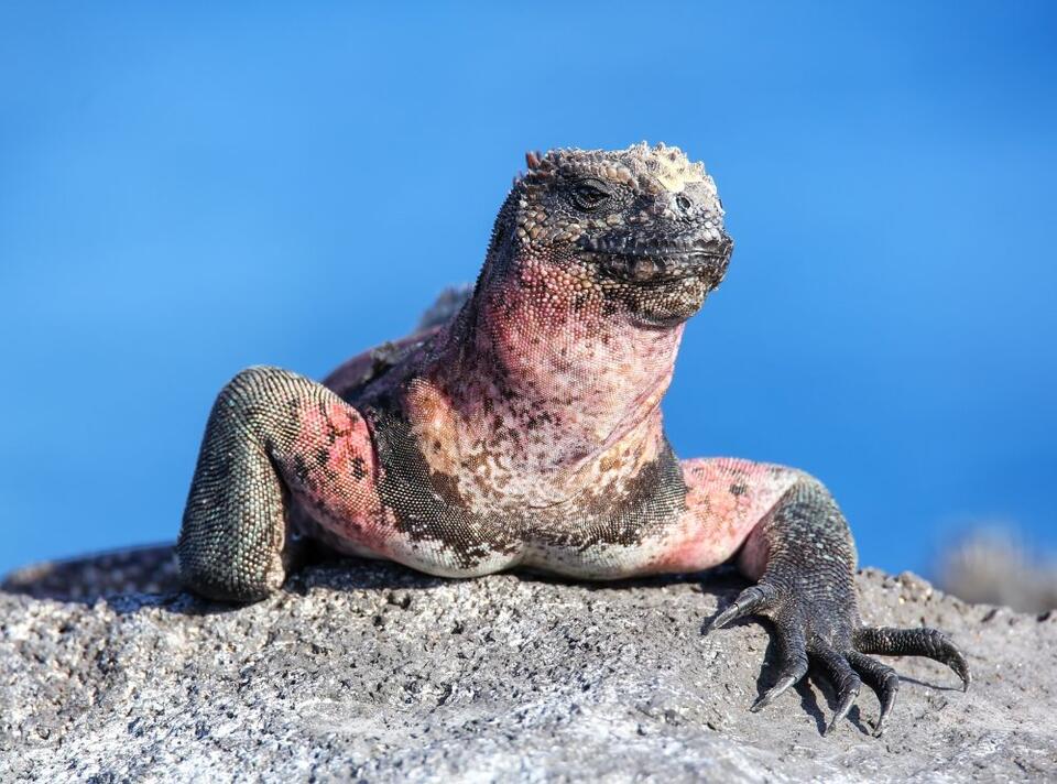 How 14,000 People Counted Iguanas From Home