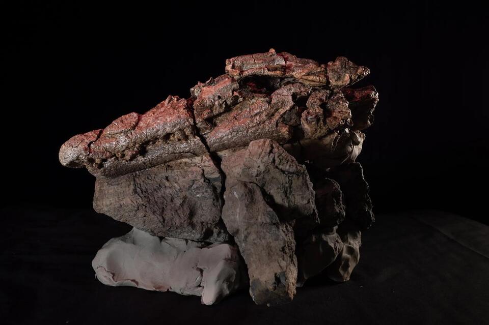 Crocodile Ate a Dino—Fossil Proves It!