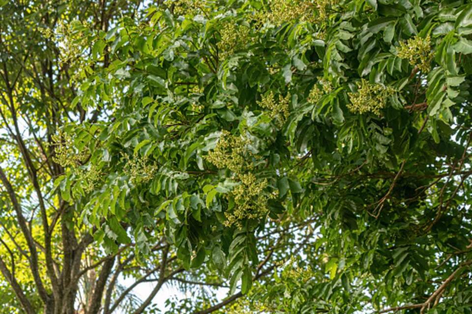 This Tree Turns Lightning Into a Superpower