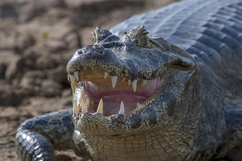 Crocodile Ate a Dino—Fossil Proves It!