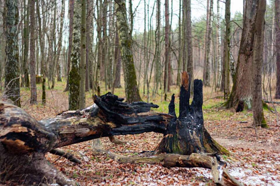This Tree Turns Lightning Into a Superpower