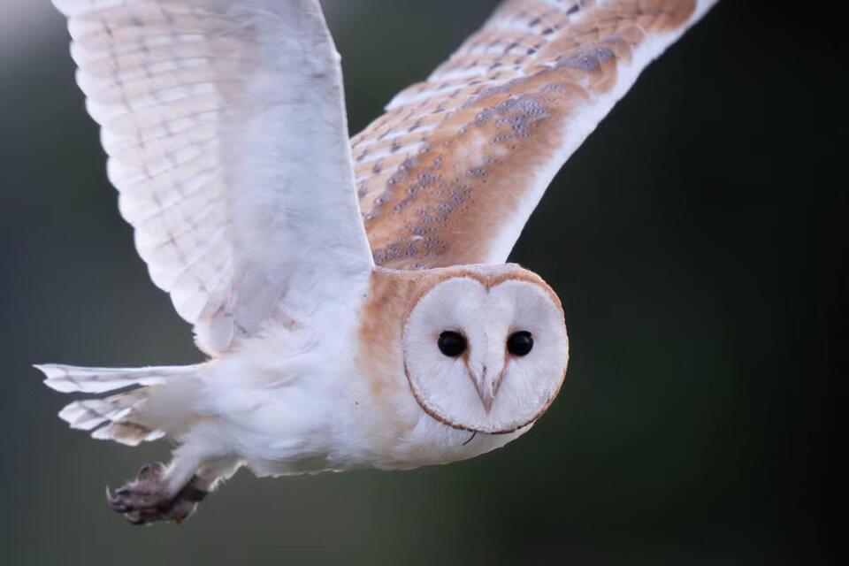 AI Listens In: Barn Owl Privacy Debate