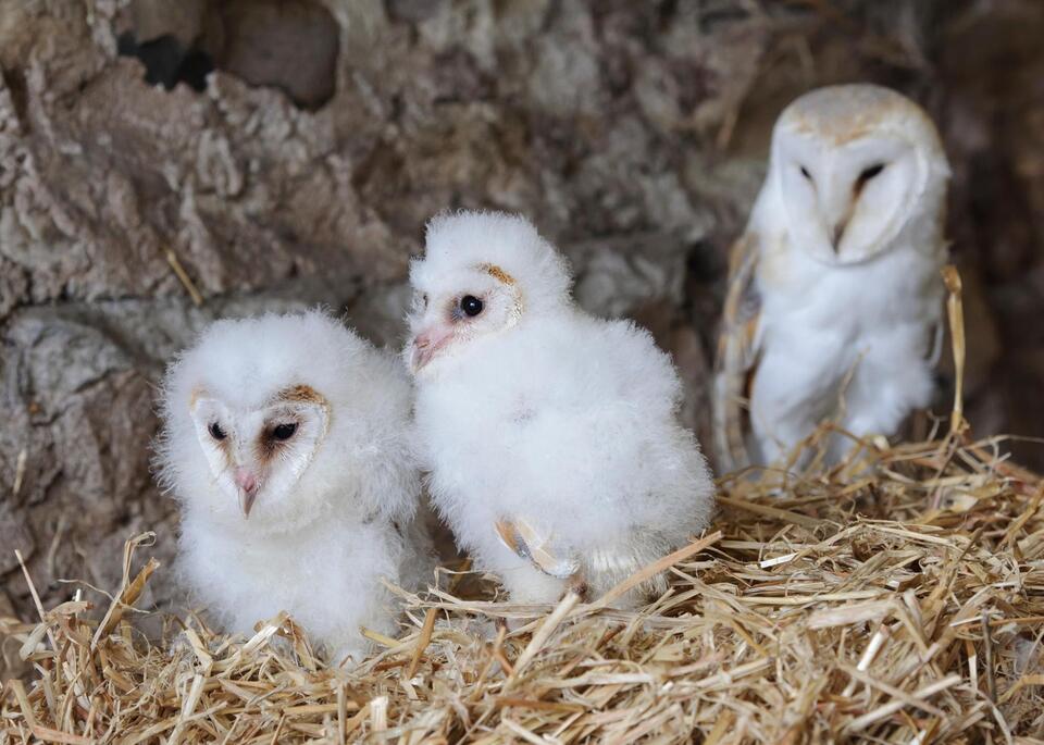 AI Listens In: Barn Owl Privacy Debate