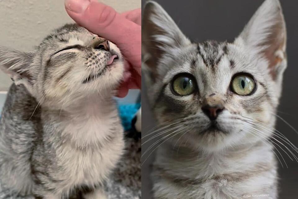 Austin kitten’s journey from flood to family