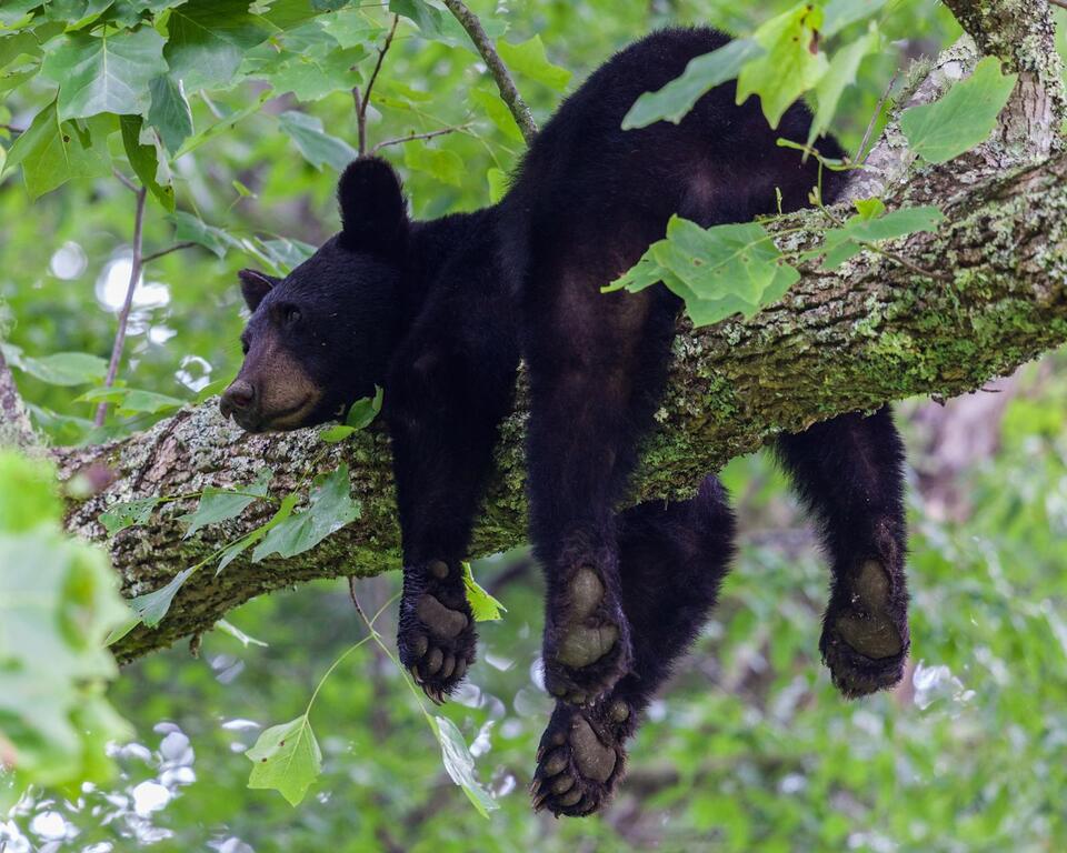 Wildlife surprises in Illinois backyards