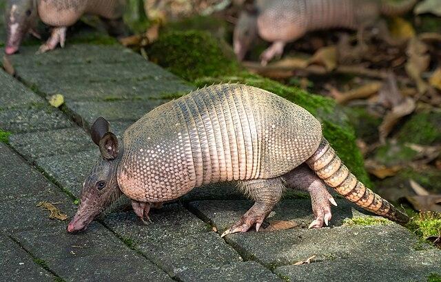 Wildlife surprises in Illinois backyards