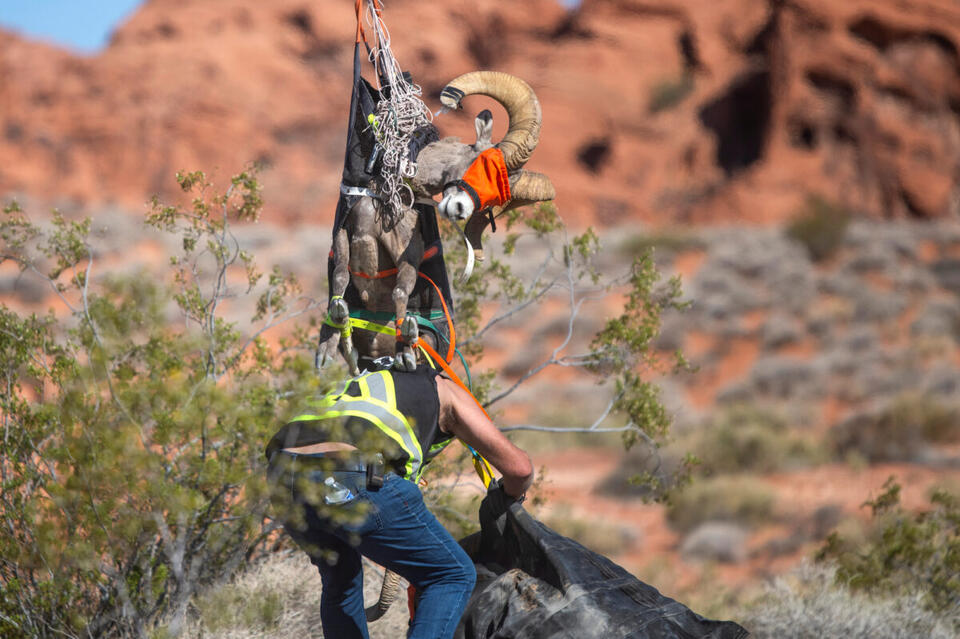 Bighorn Sheep Get a Wild Ride!